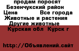 продам поросят .Безенчукский район  › Цена ­ 2 500 - Все города Животные и растения » Другие животные   . Курская обл.,Курск г.